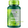 Branca Ursului 400mg 30cps