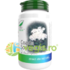 Coada Soricelului 60cps