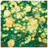 Paiete holo hexa green