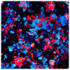 Pigment fulgi #02