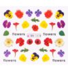 Tatuaj Unghii LUXORISE Flower Spectrum, BN-1418